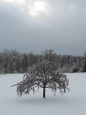 The scene from our property...frozen crabapple