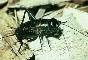 Your common field cricket