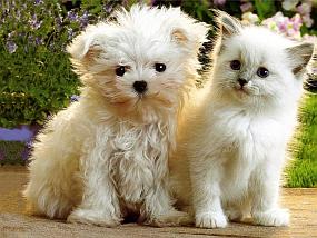 Puppy & kitten