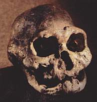 H. erectus skull