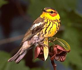 The gorgeous Cape May Warbler
