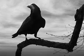 'The Crow' by Kessiye