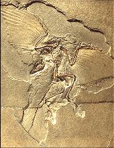 Archaeopteryx fossil