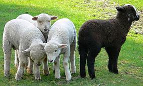 Black sheep with white sheep