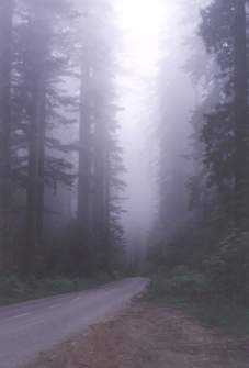 "Fog in the Redwoods" by Dan Edelen