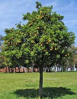 Tree with fruit