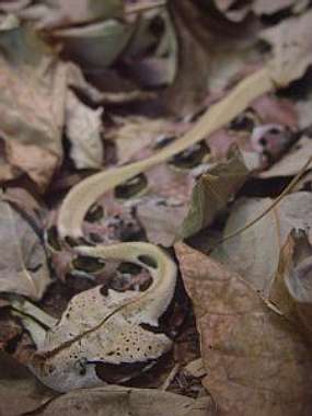 A Gaboon viper in its typical surroundings