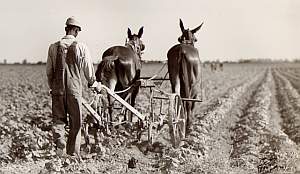 Tenant farmer plowing the fields