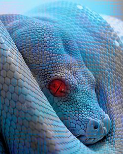 Red-eyed snake