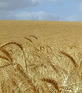 Wheat field